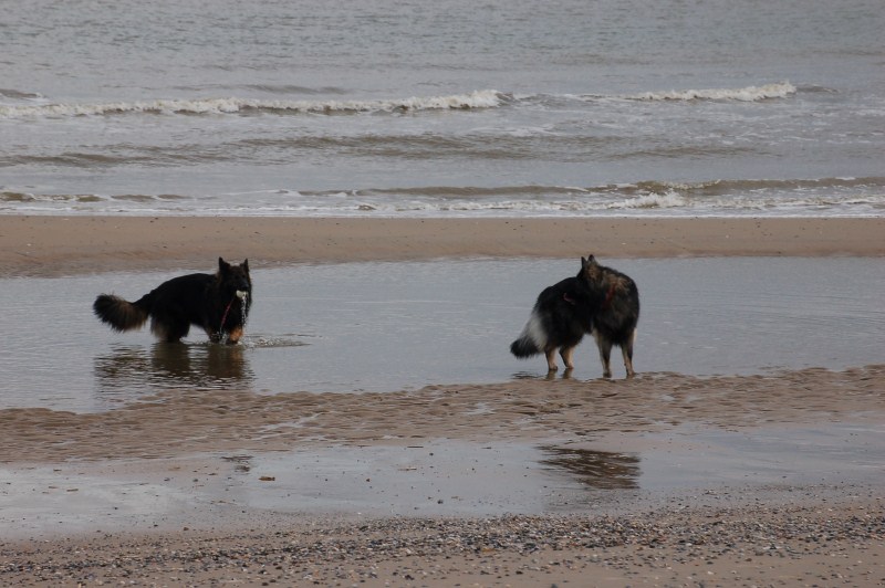 Xerus en Zaza op Vlieland (21).jpg